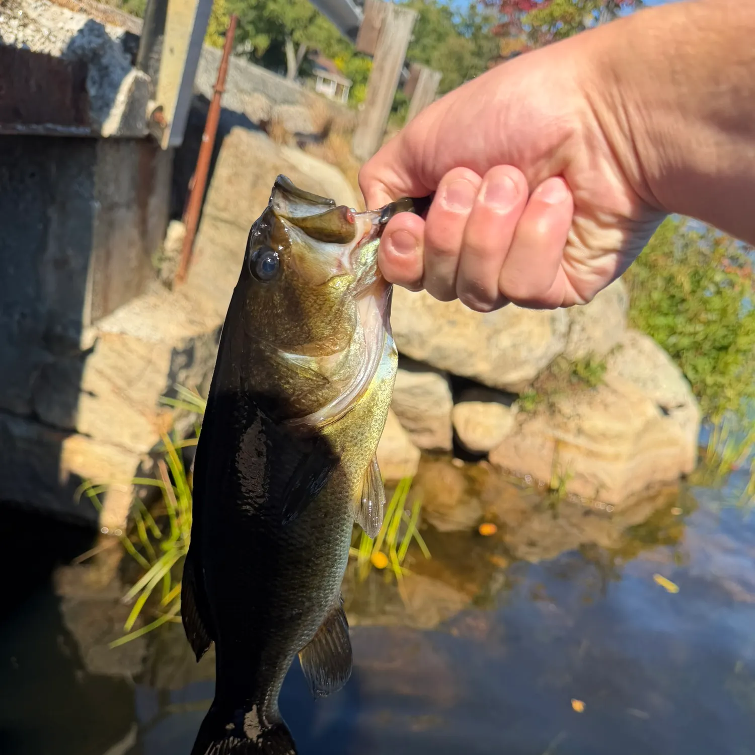 Largemouth bass caught on Fishbrain