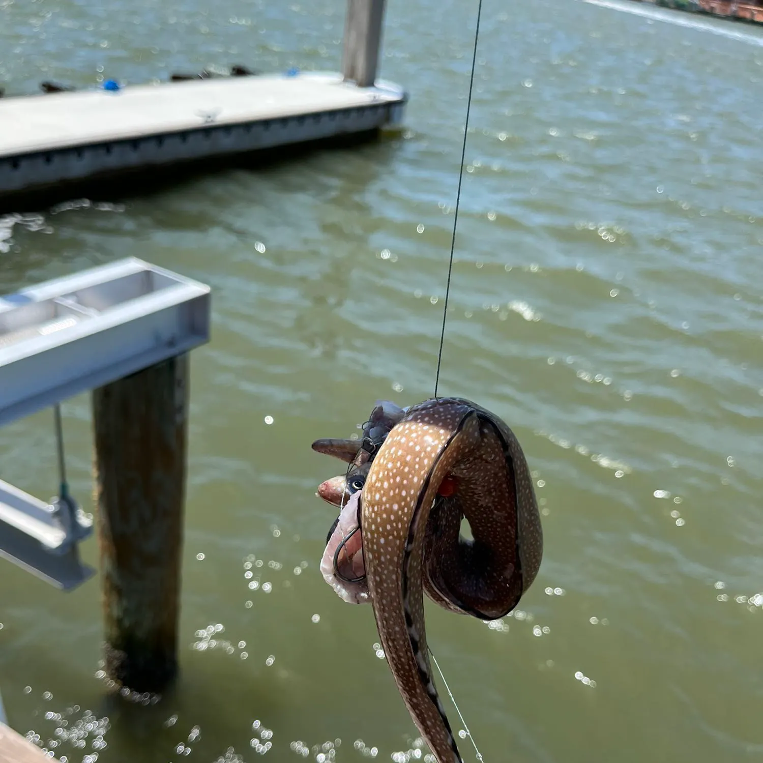 The most recent Blackedge moray catches on Fishbrain