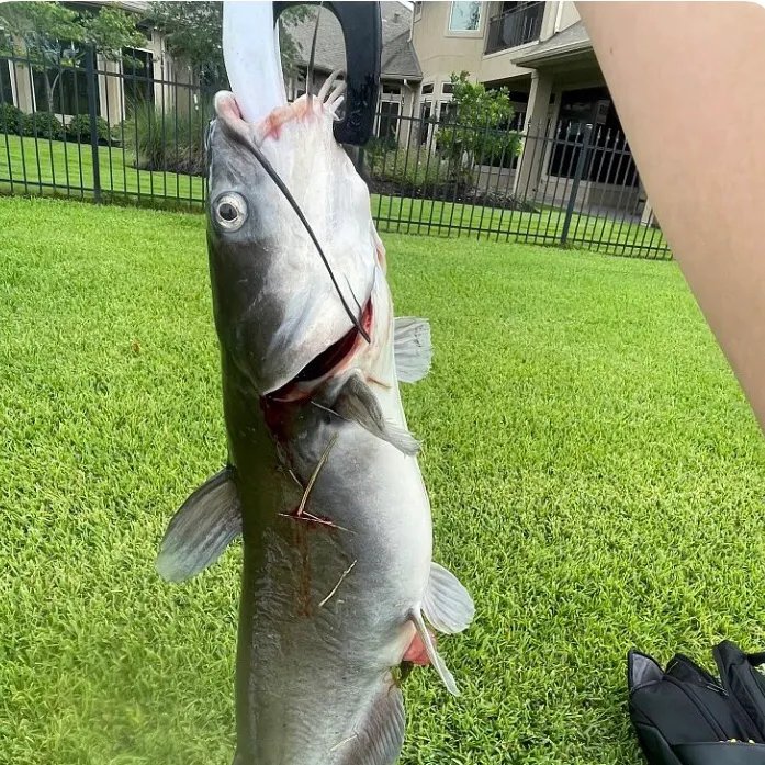 The most recent North African catfish catches on Fishbrain