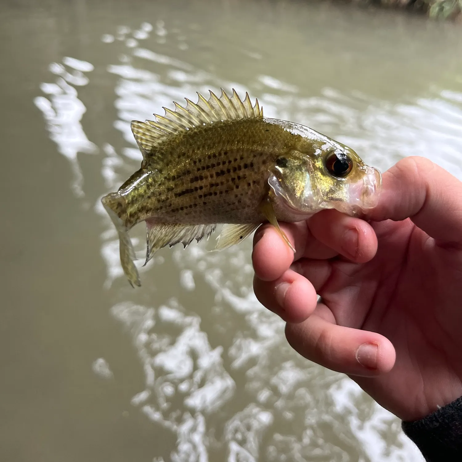 Rock bass caught on Fishbrain