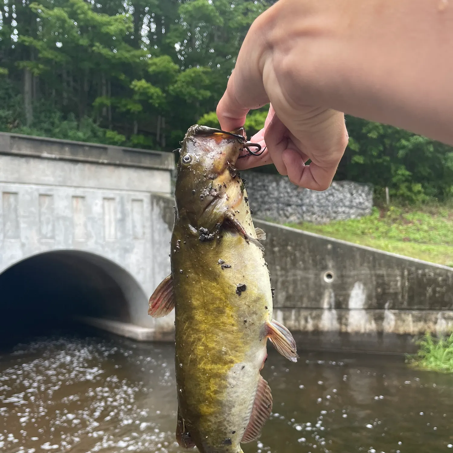 Brown bullhead caught on Fishbrain