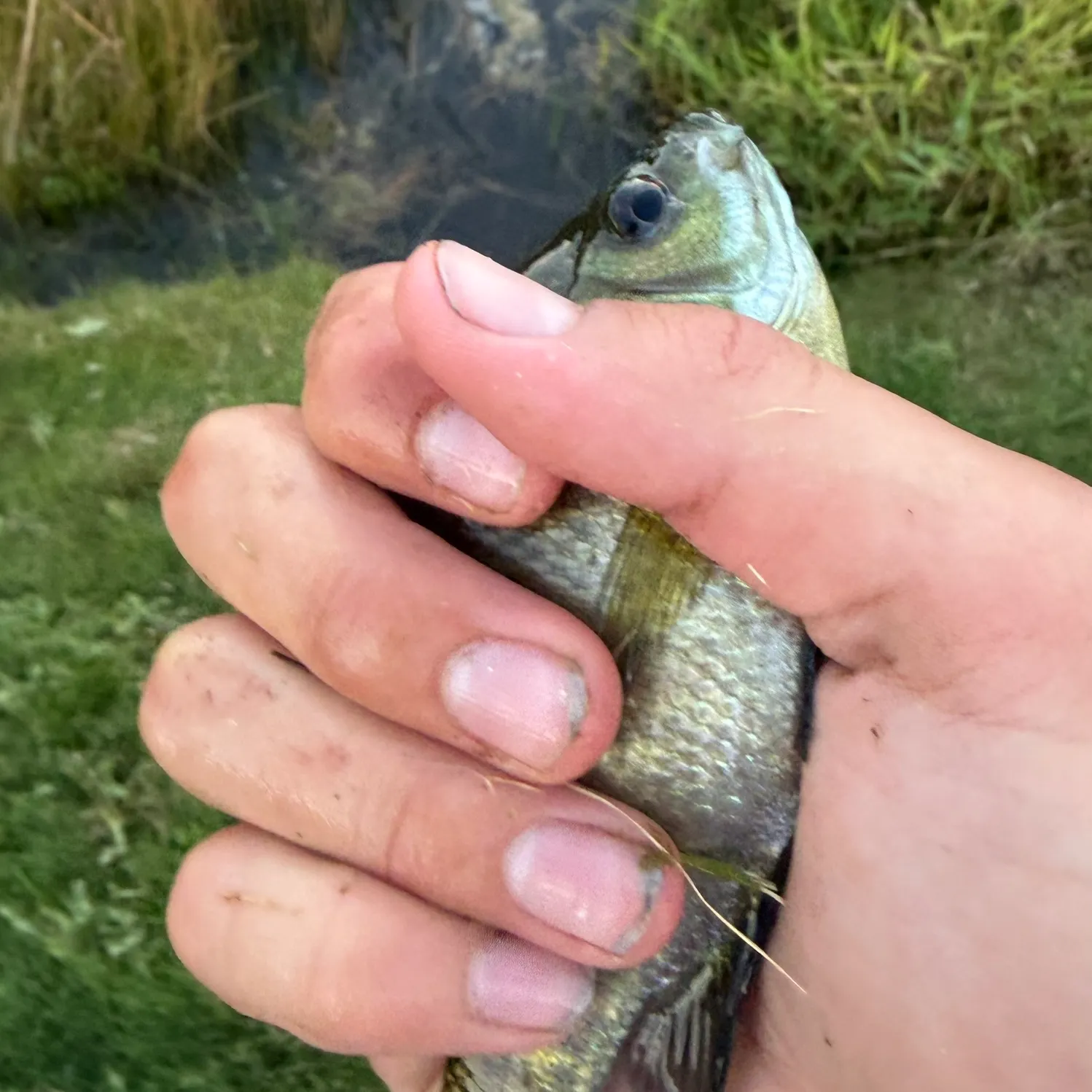 Bluegill caught on Fishbrain