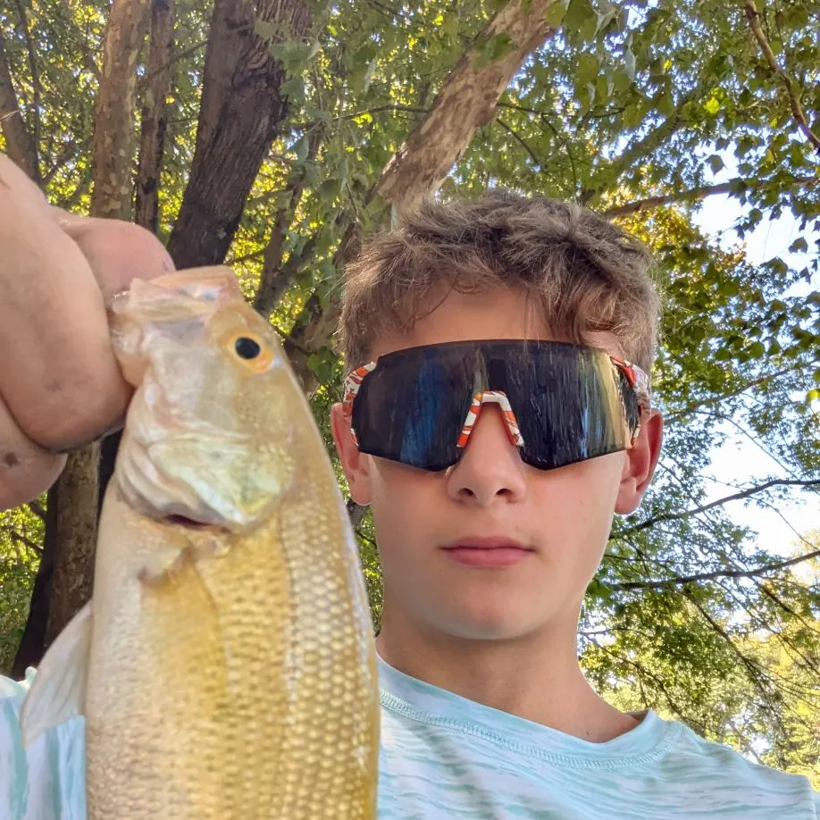 Spotted bass caught on Fishbrain