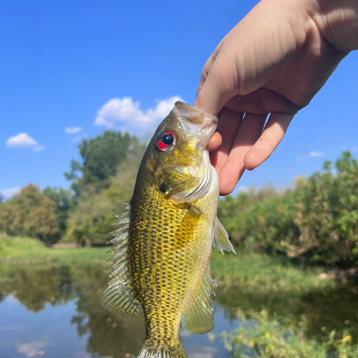 Rock bass caught on Fishbrain