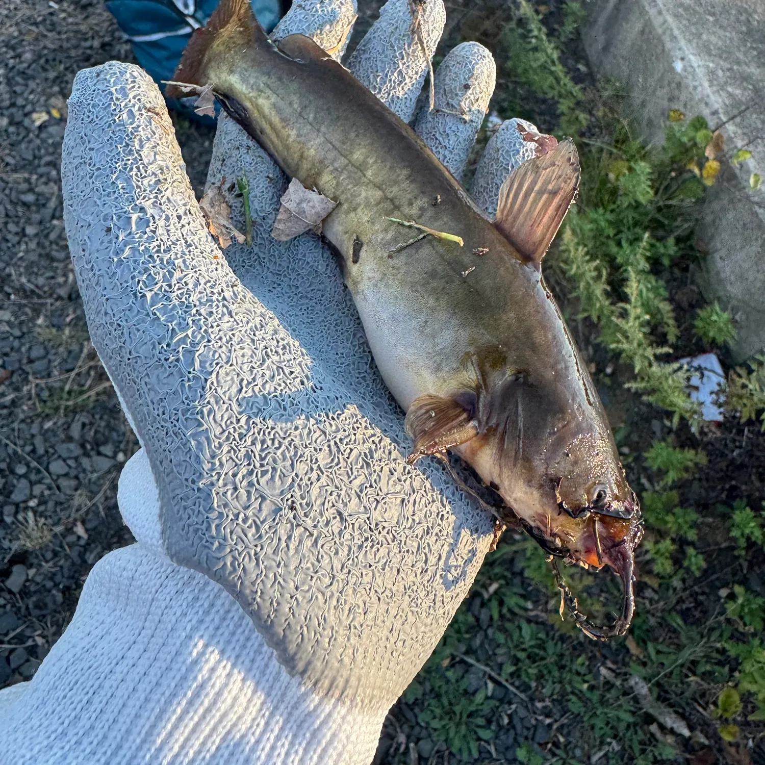 Yellow bullhead caught on Fishbrain