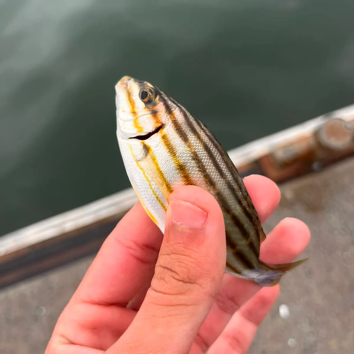The most recent Eastern striped grunter catches on Fishbrain