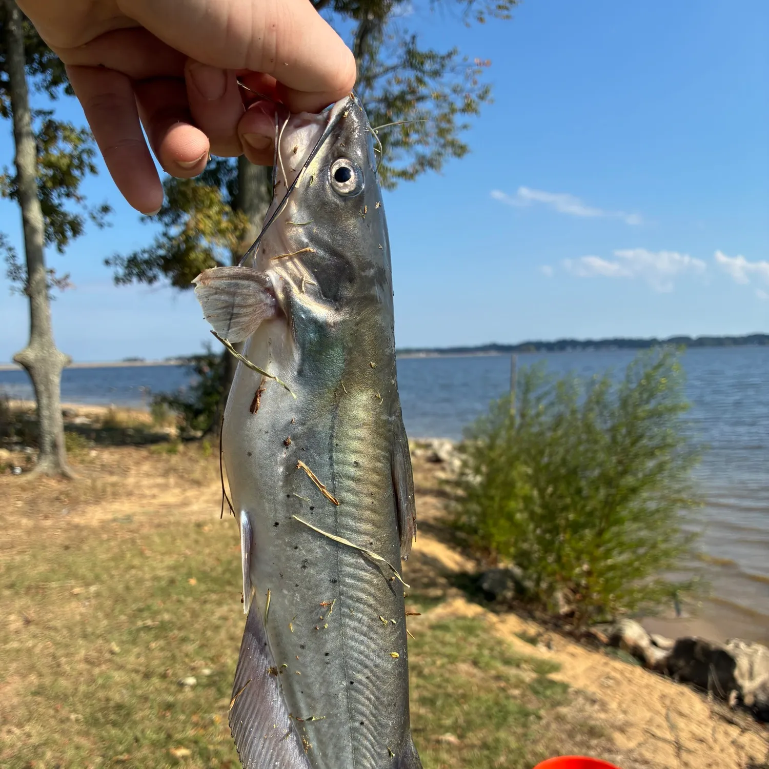 Channel catfish caught on Fishbrain
