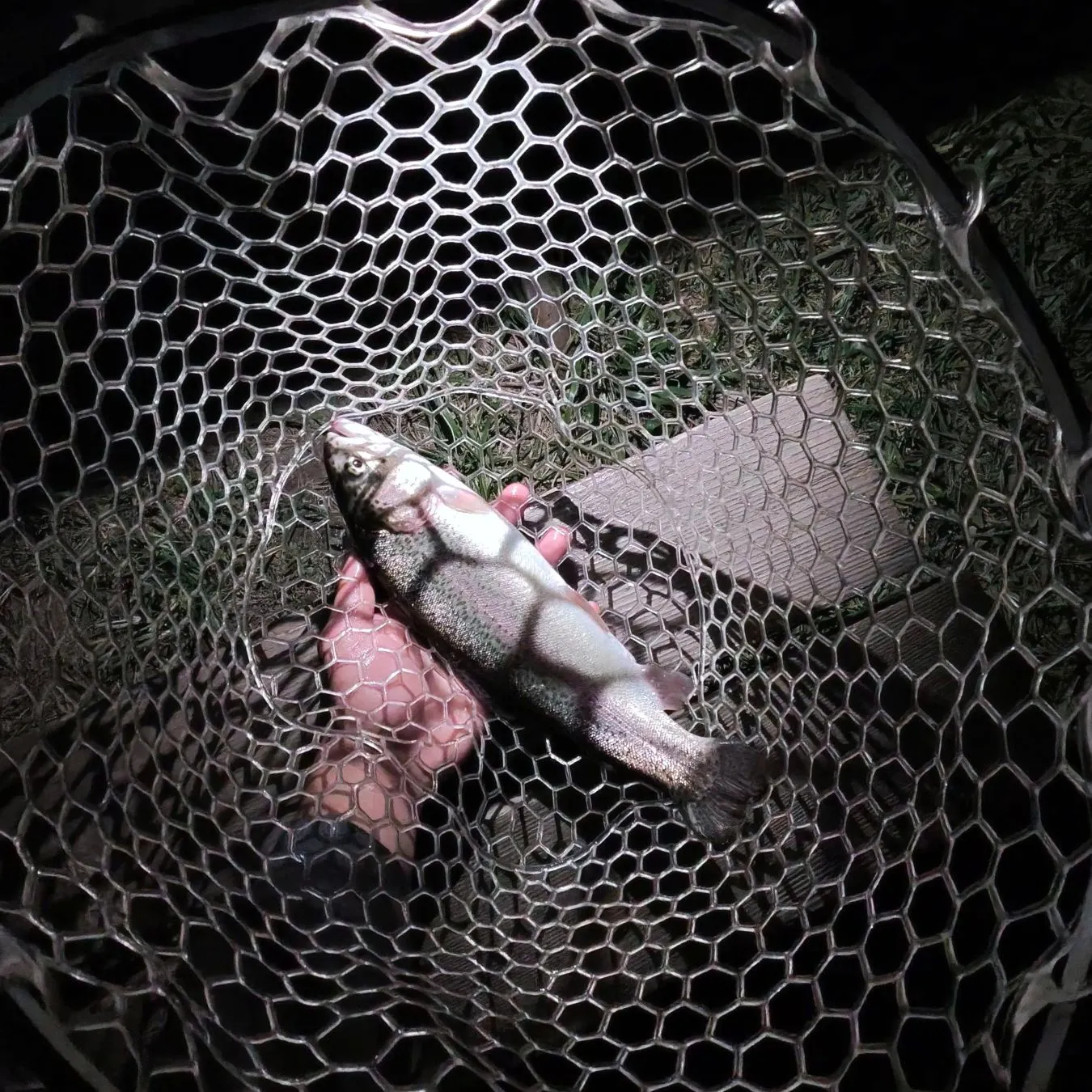 Rainbow trout caught on Fishbrain