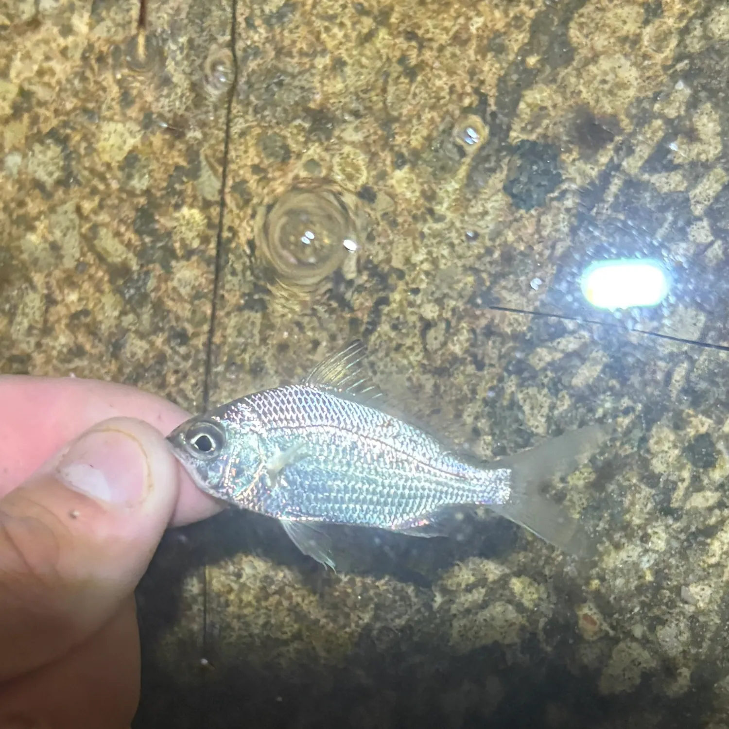 The most recent Silver jenny catches on Fishbrain
