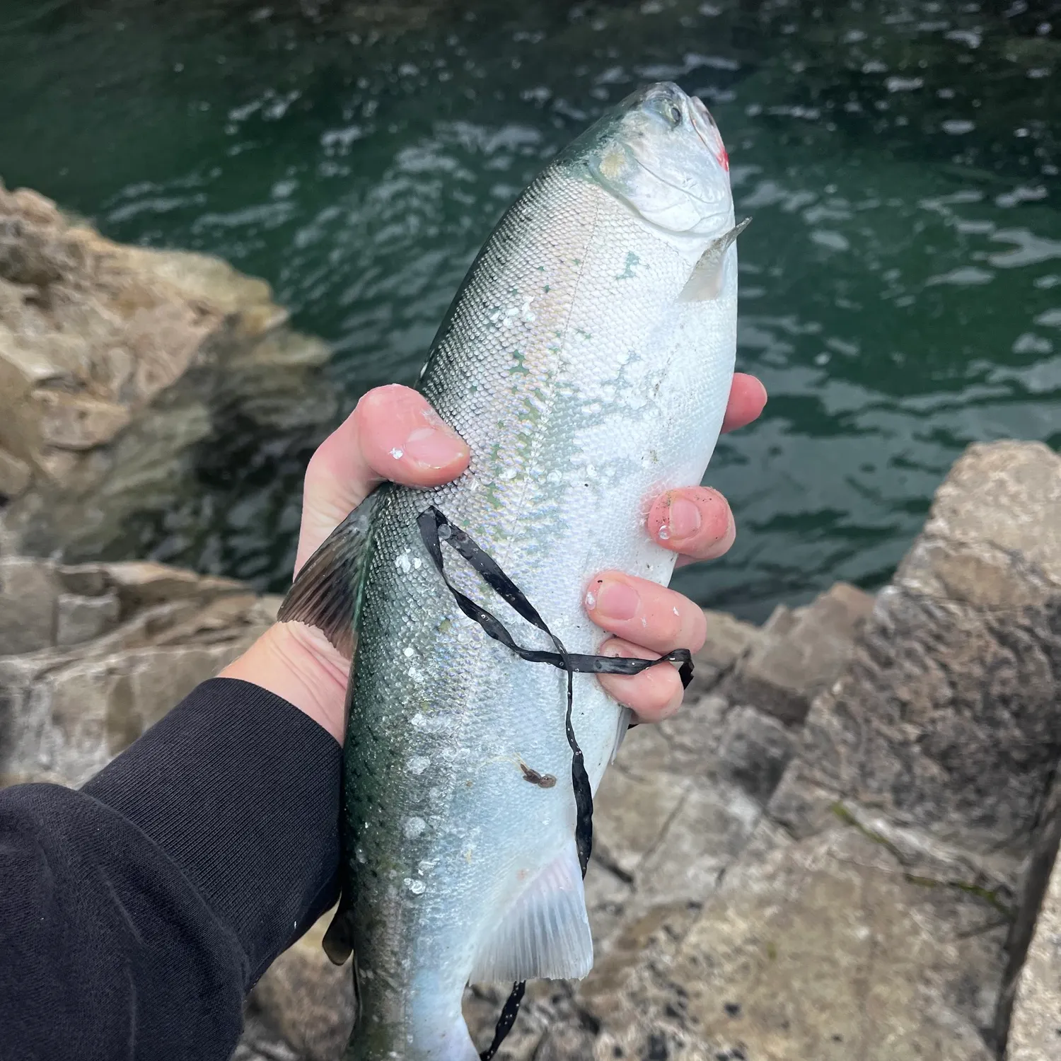 Coho salmon caught on Fishbrain