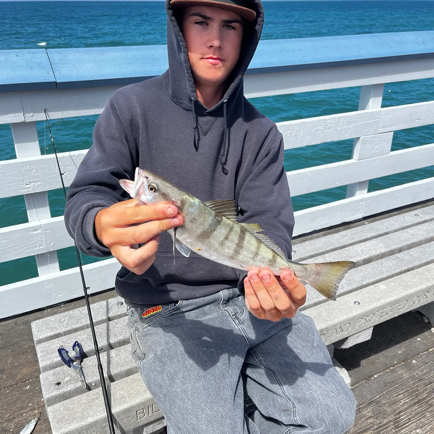 The most recent White seabass catches on Fishbrain