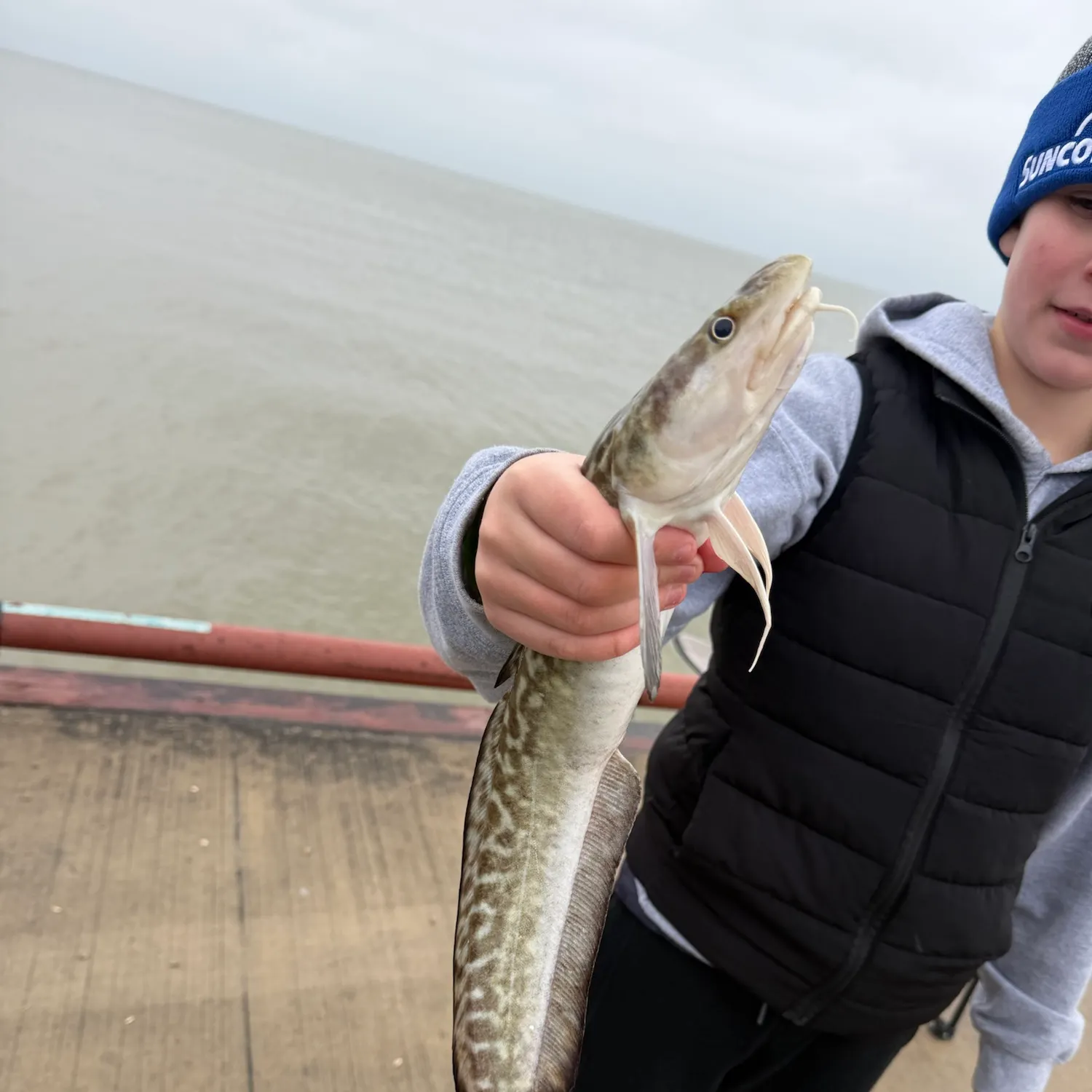 Burbot caught on Fishbrain