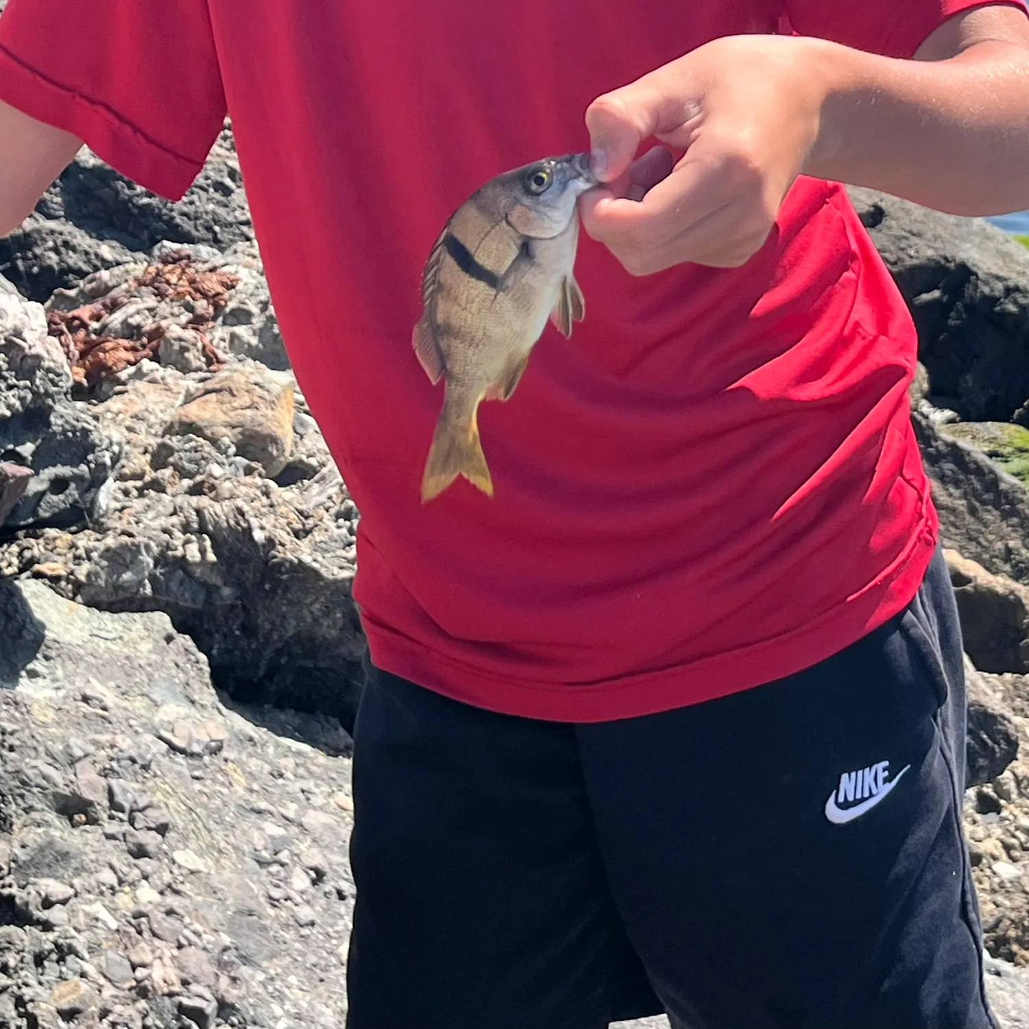 The most recent Sargo catches on Fishbrain