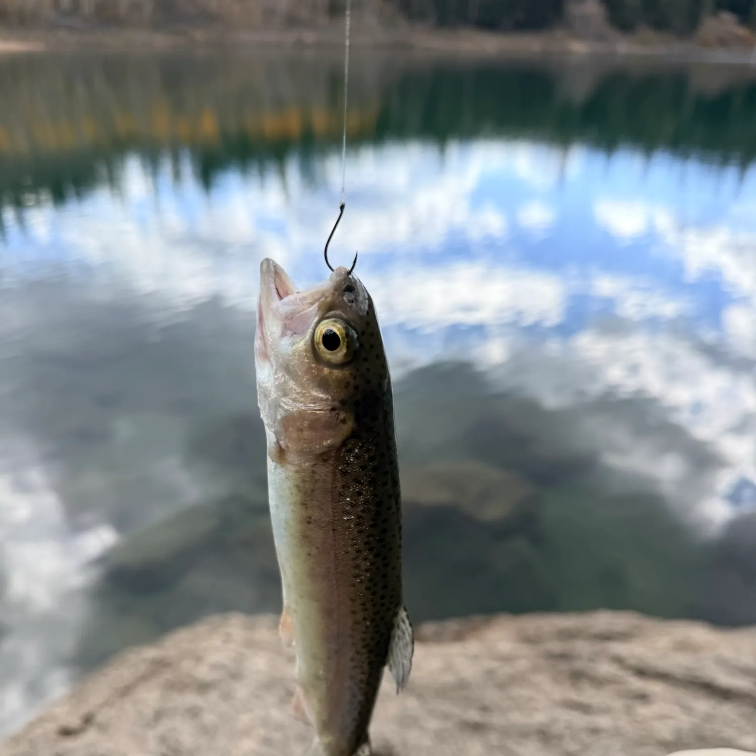 Rainbow trout caught on Fishbrain