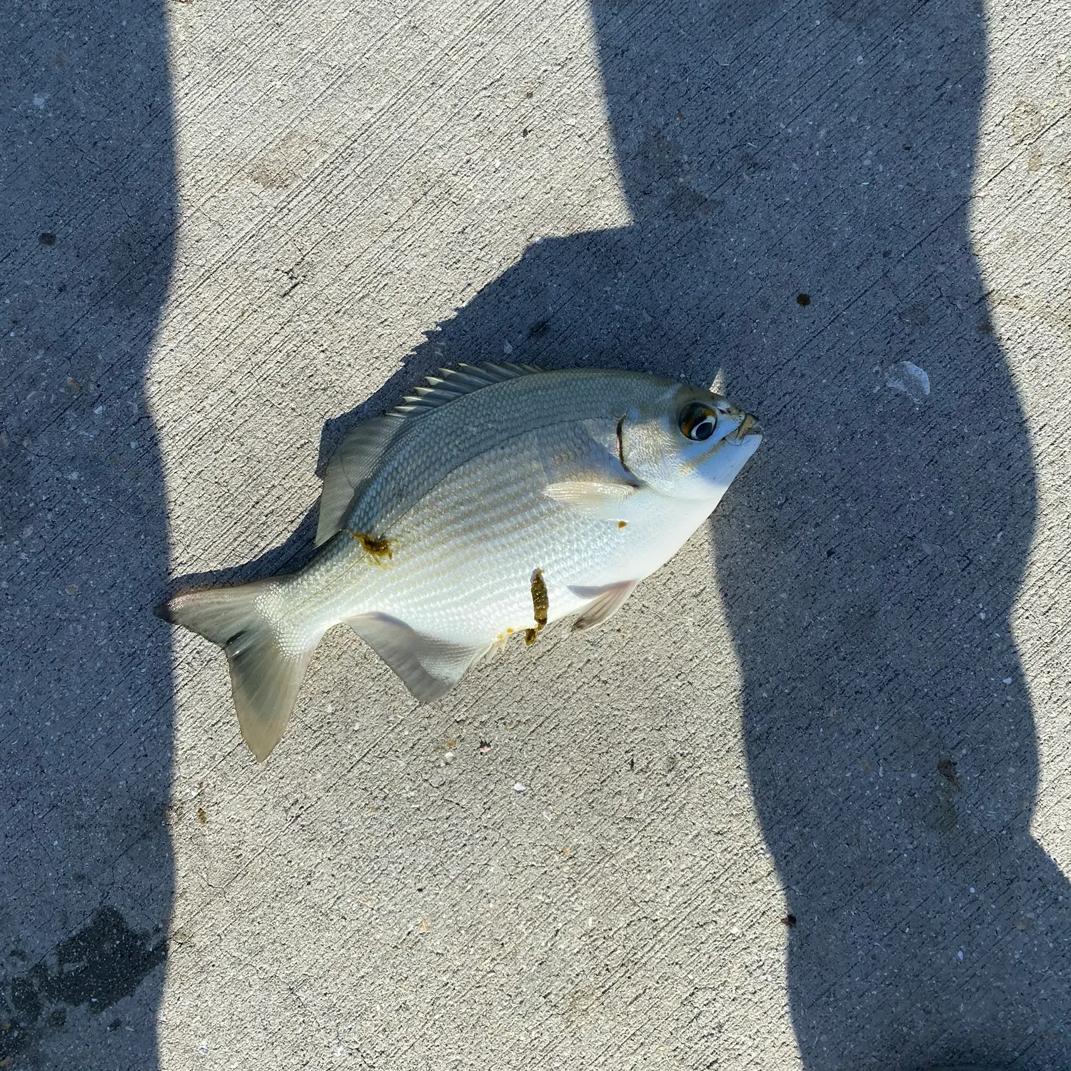 The most recent Bermuda sea chub catches on Fishbrain