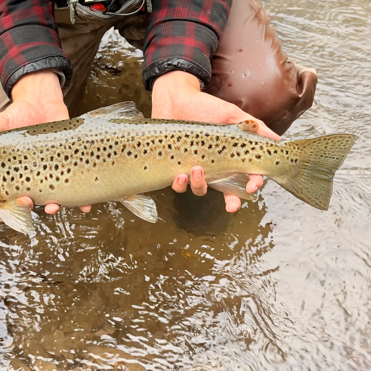 Brown trout caught on Fishbrain