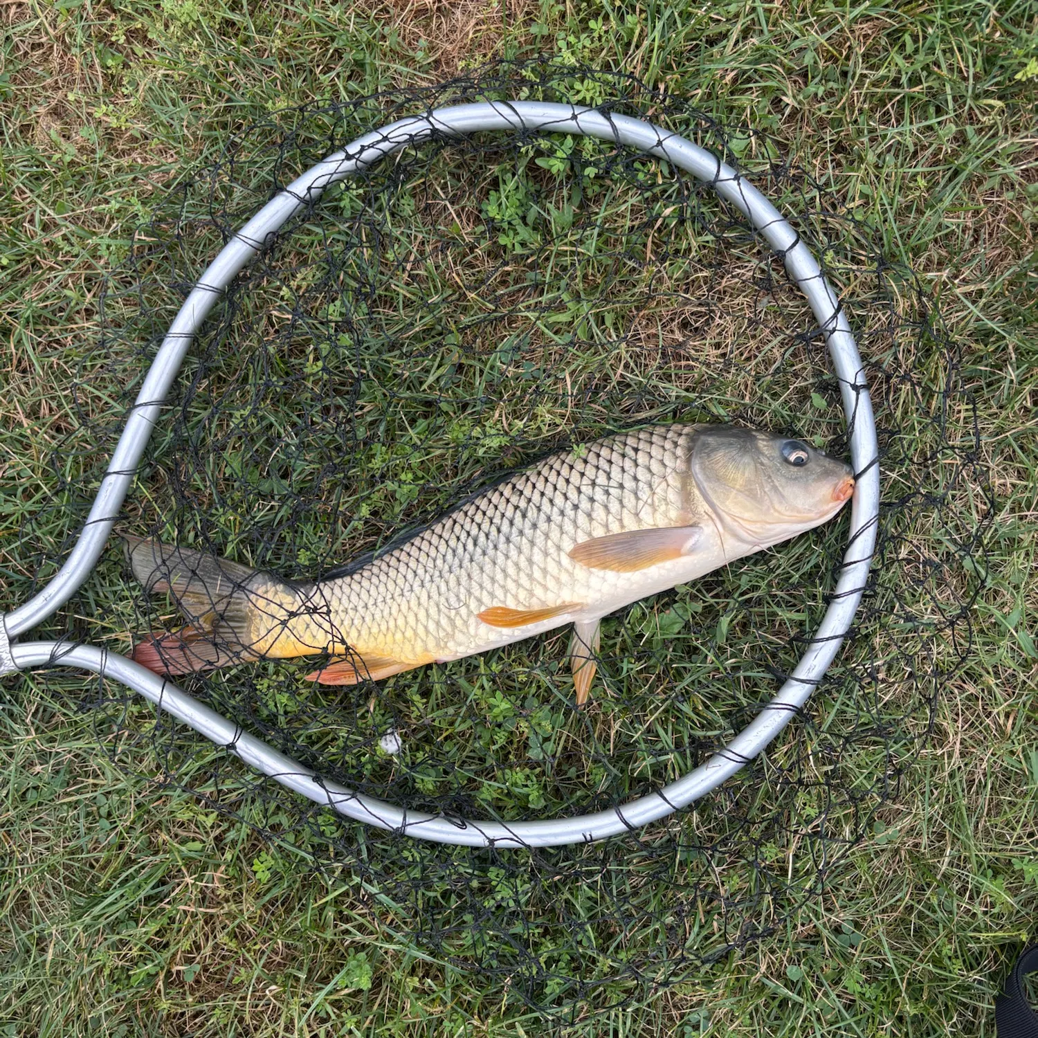 Common carp caught on Fishbrain