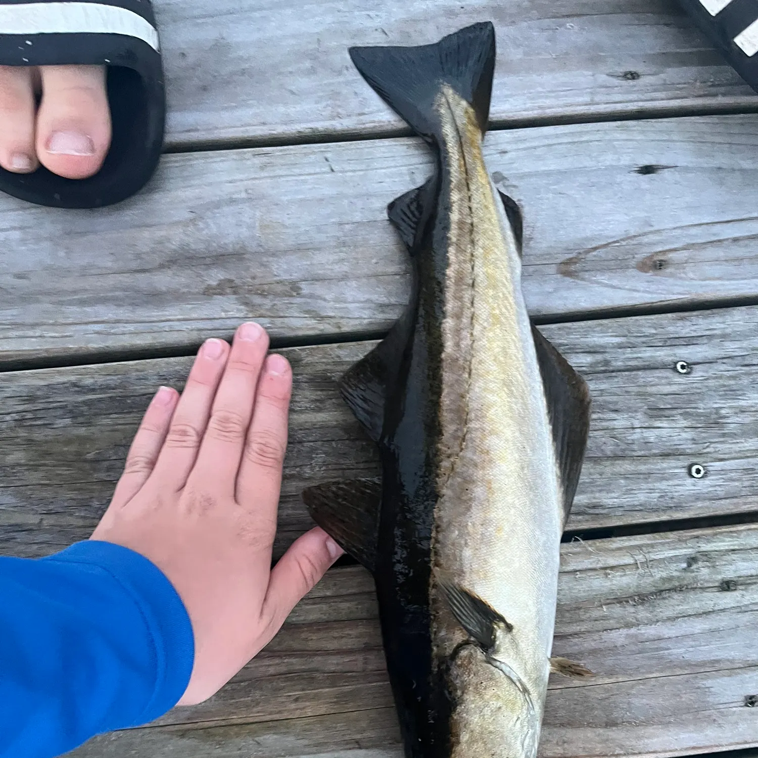 Fish caught on Fishbrain