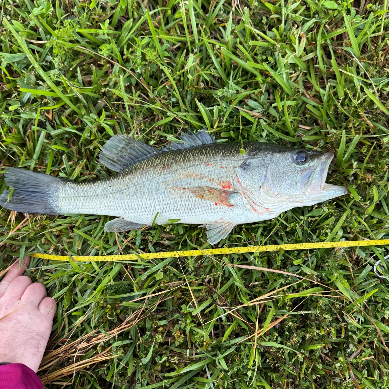 Largemouth bass caught on Fishbrain
