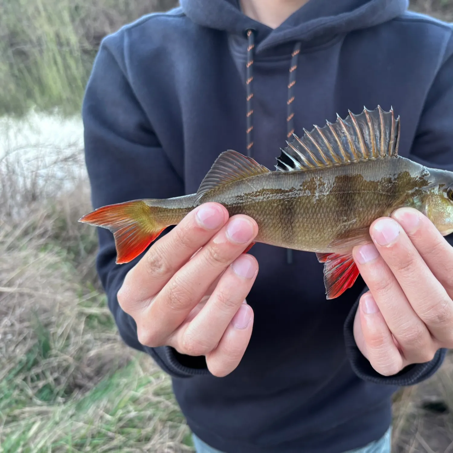 European perch caught on Fishbrain