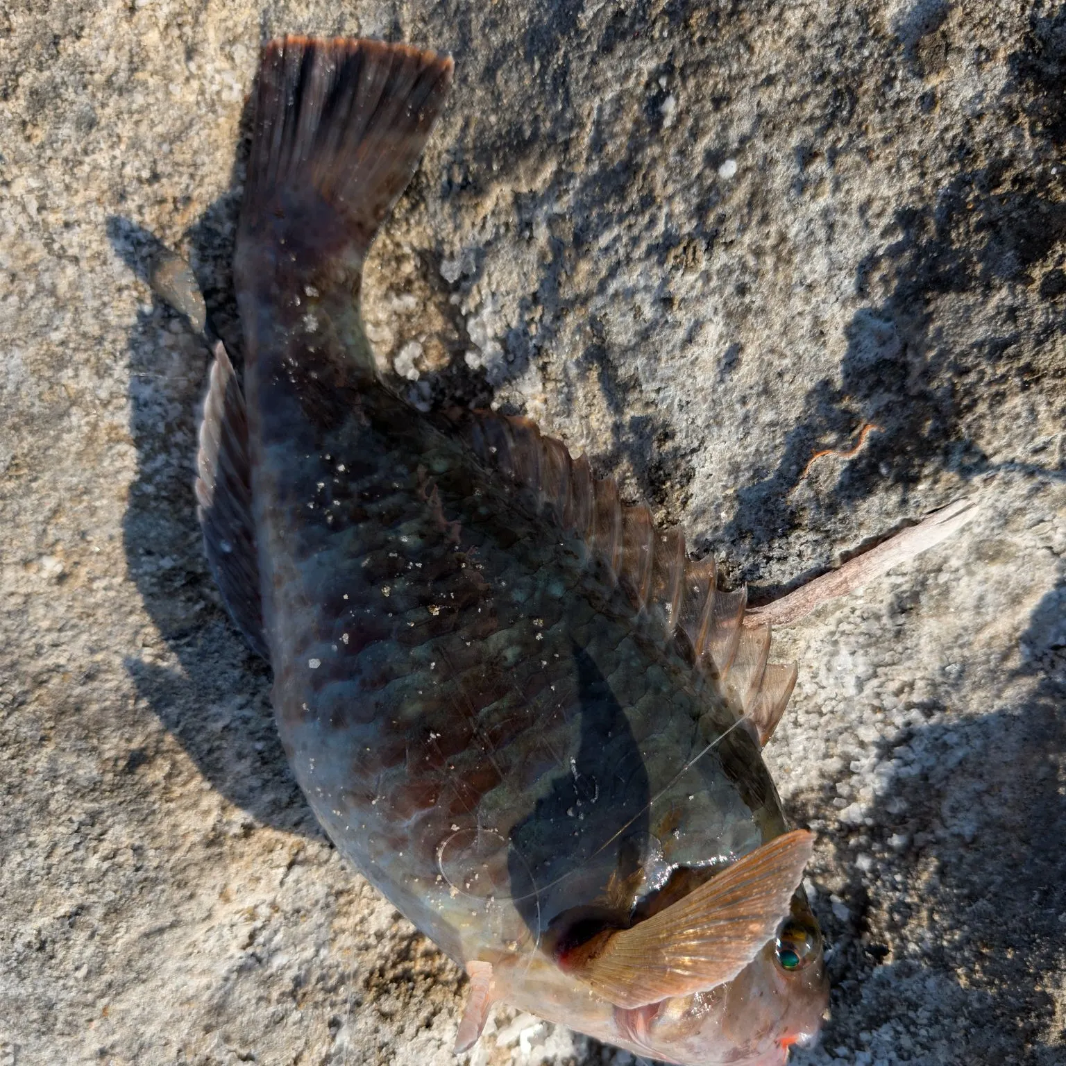 The most recent Mediterranean parrotfish catches on Fishbrain