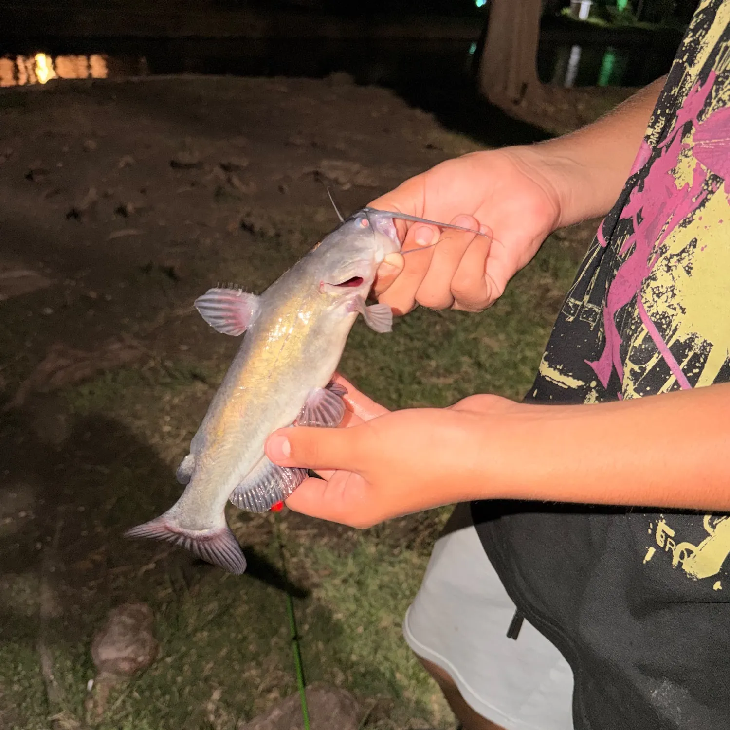 Black bullhead caught on Fishbrain