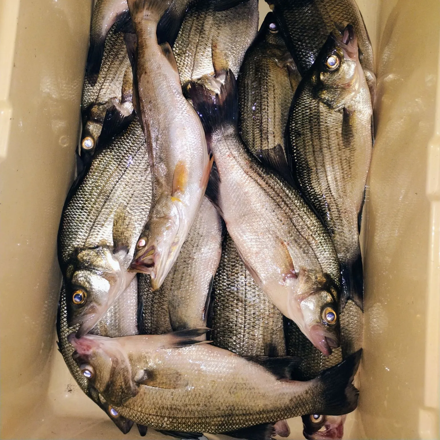 Wiper caught on Fishbrain