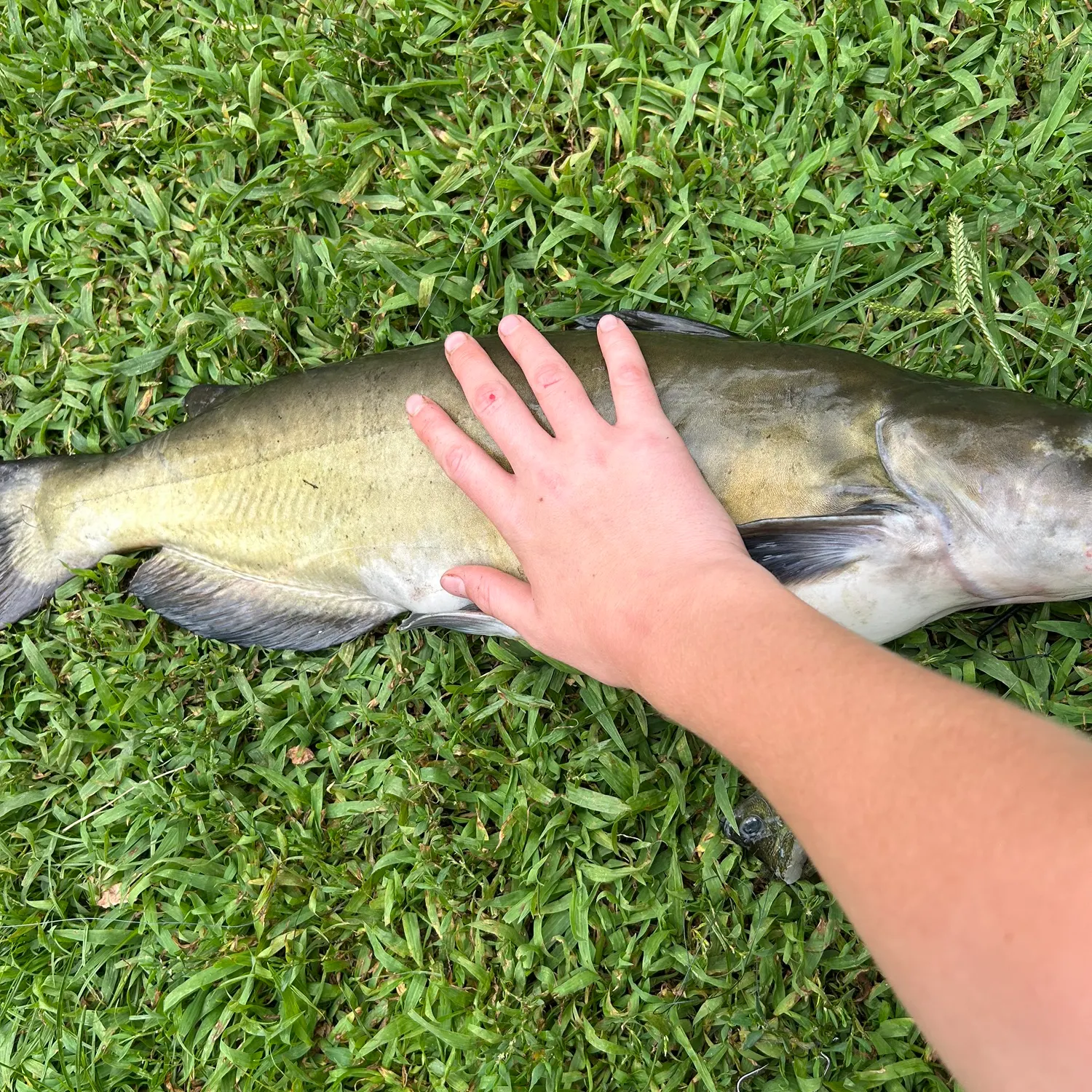 Channel catfish caught on Fishbrain