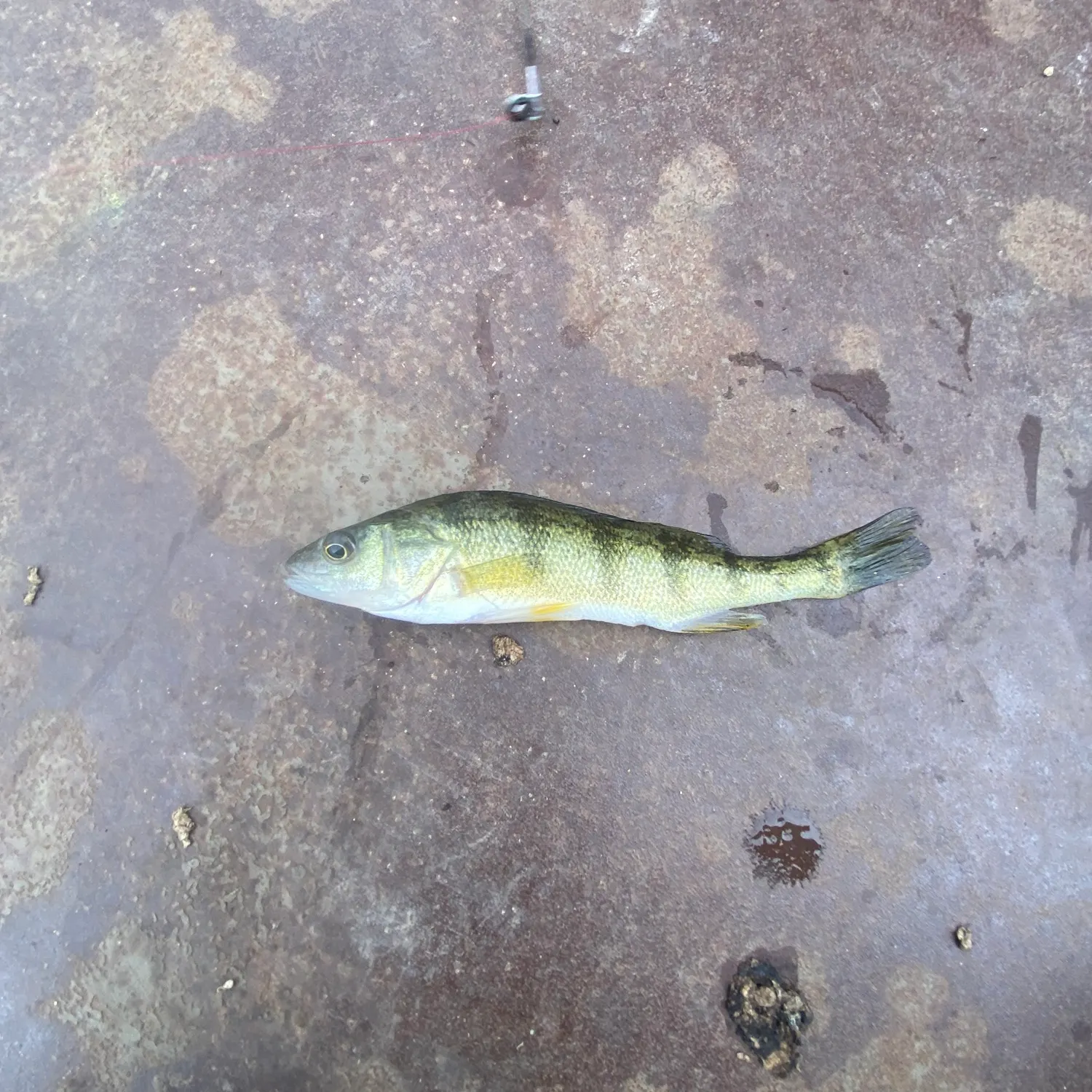 Yellow perch caught on Fishbrain