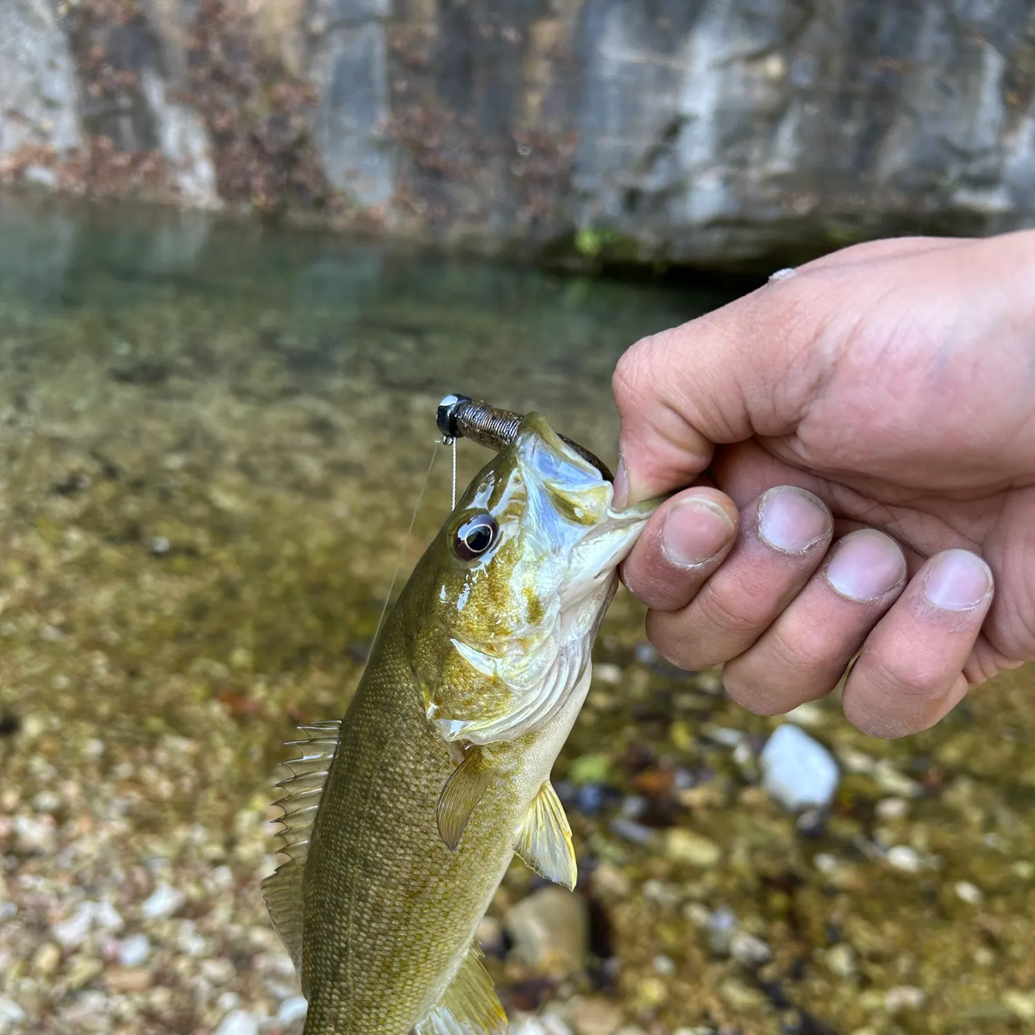 Smallmouth bass caught on Fishbrain