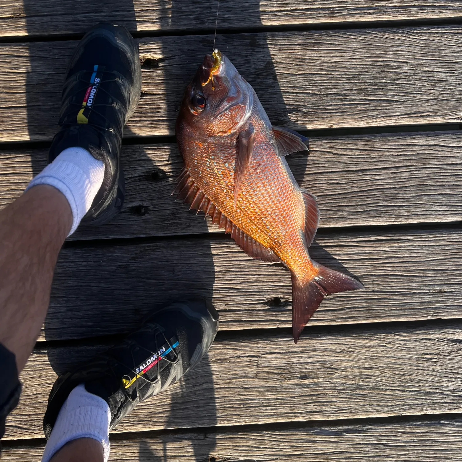 The most recent Australasian snapper catches on Fishbrain