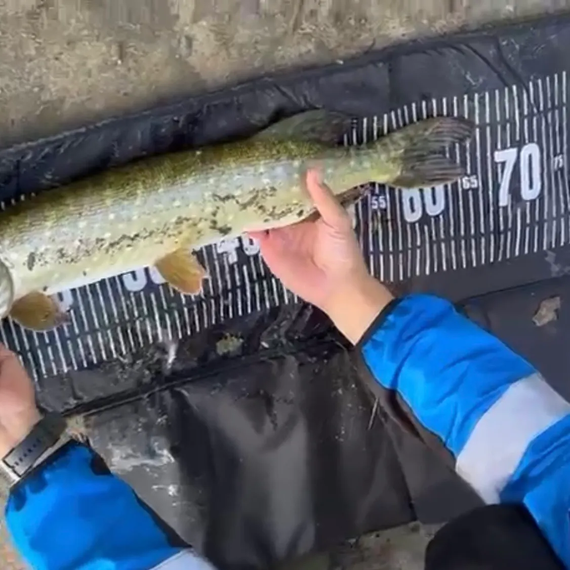 Northern pike caught on Fishbrain