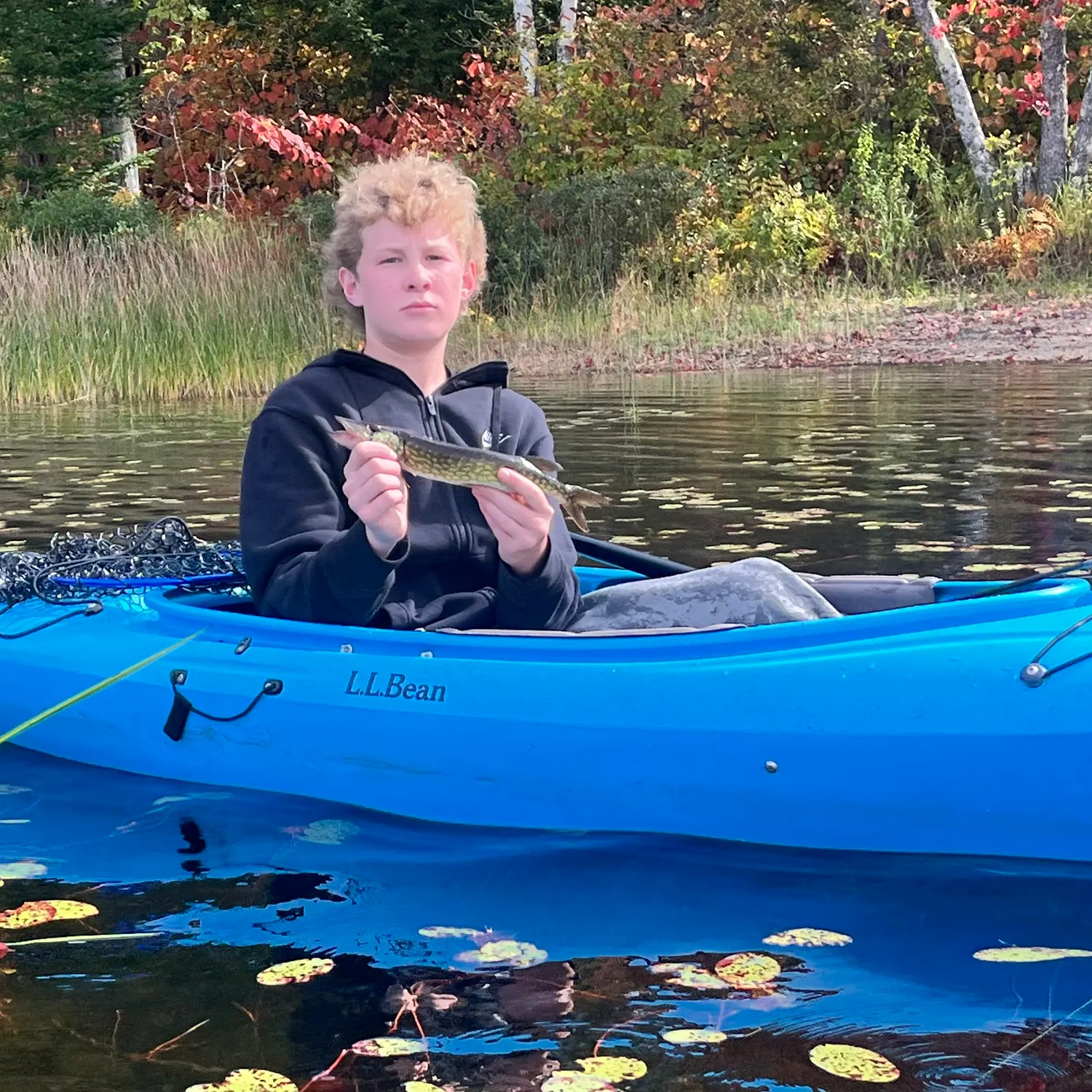 Chain pickerel caught on Fishbrain