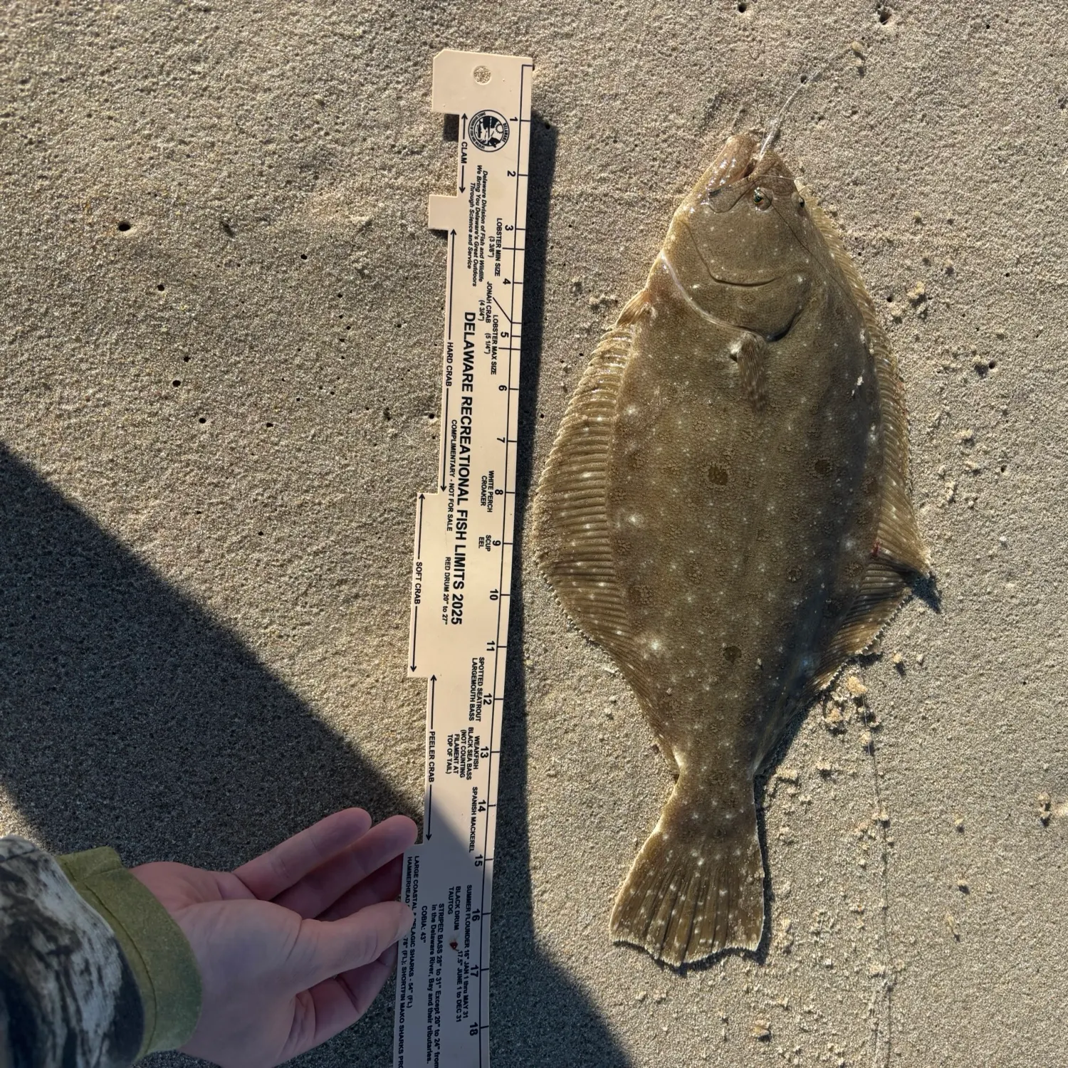 Summer flounder caught on Fishbrain