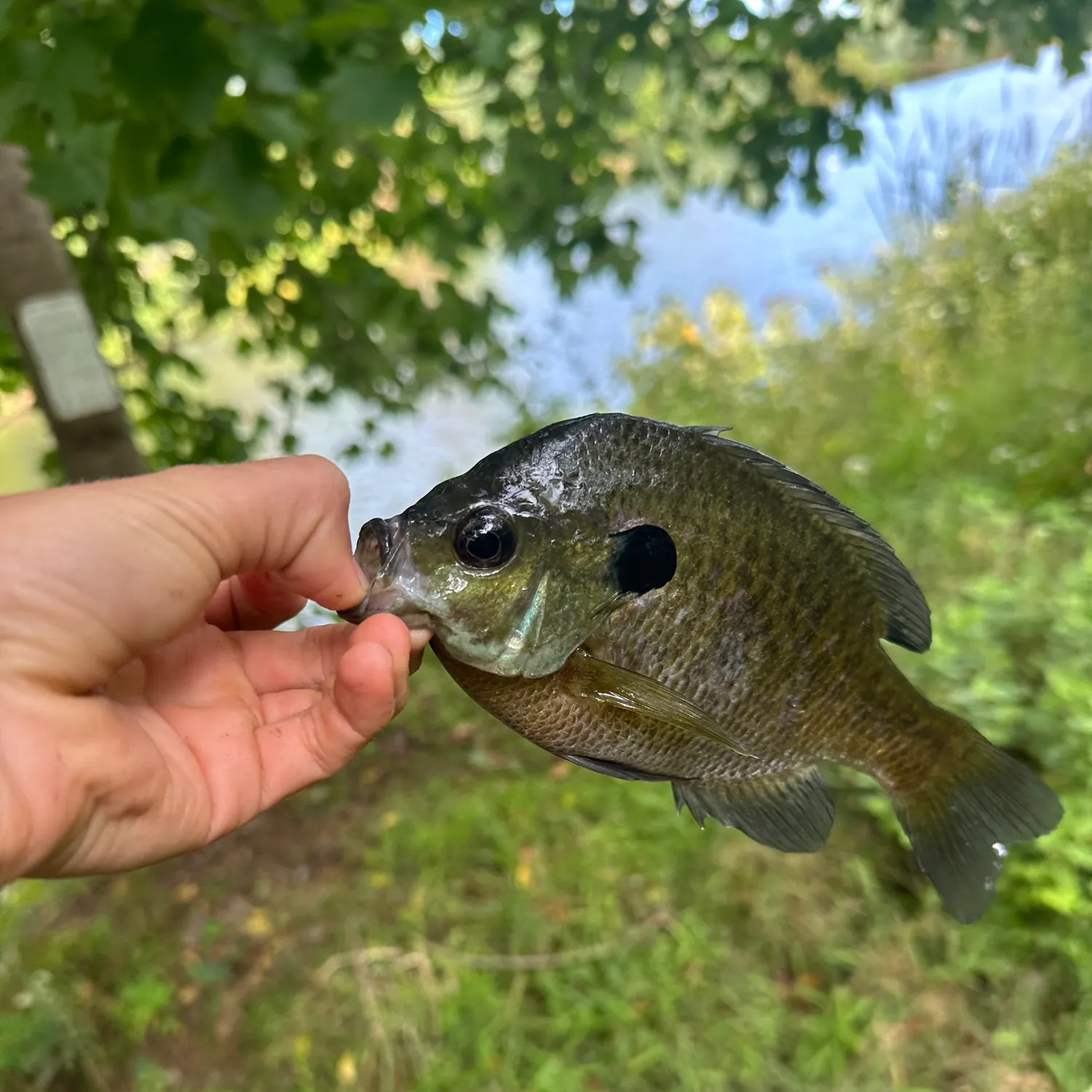 Bluegill caught on Fishbrain