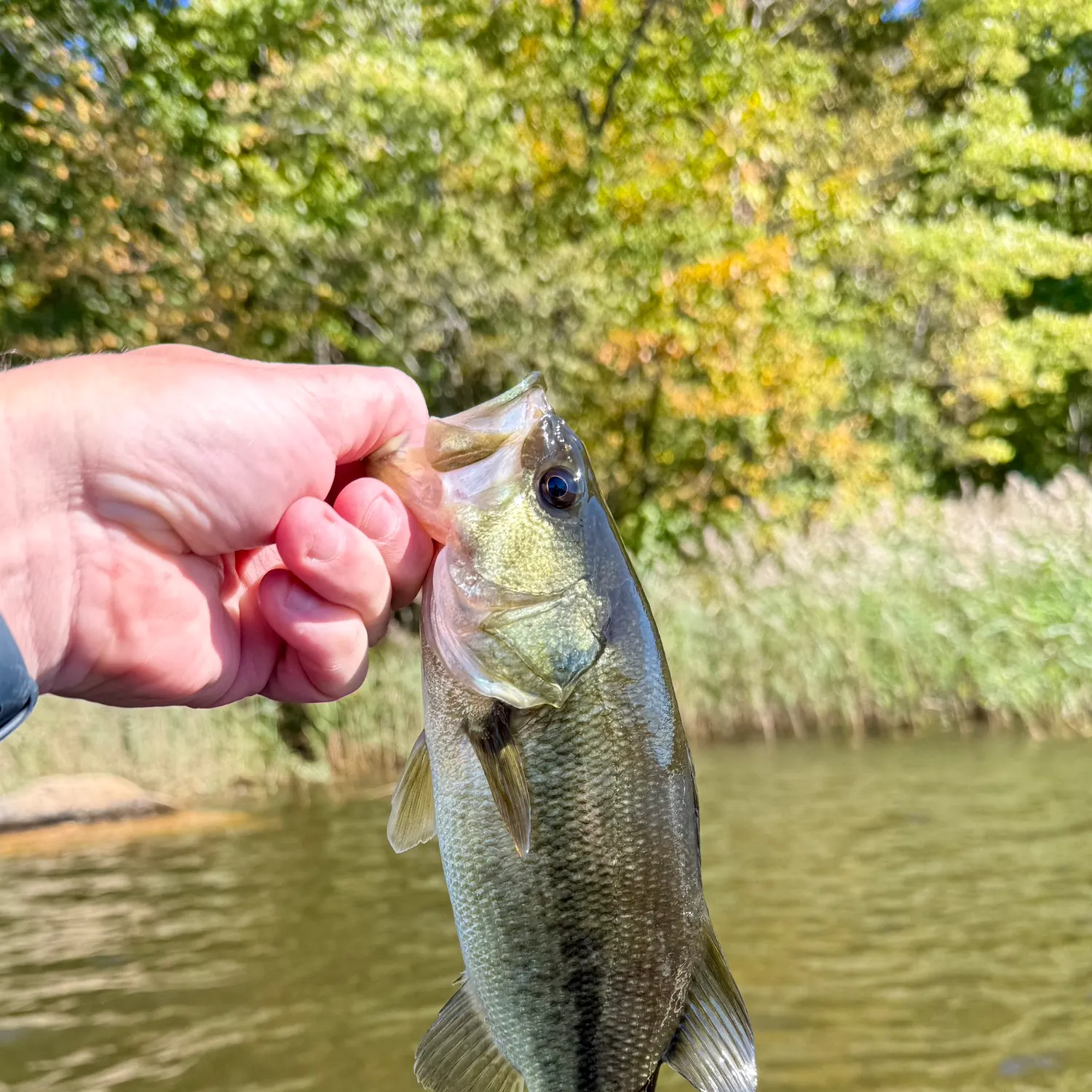 Largemouth bass caught on Fishbrain