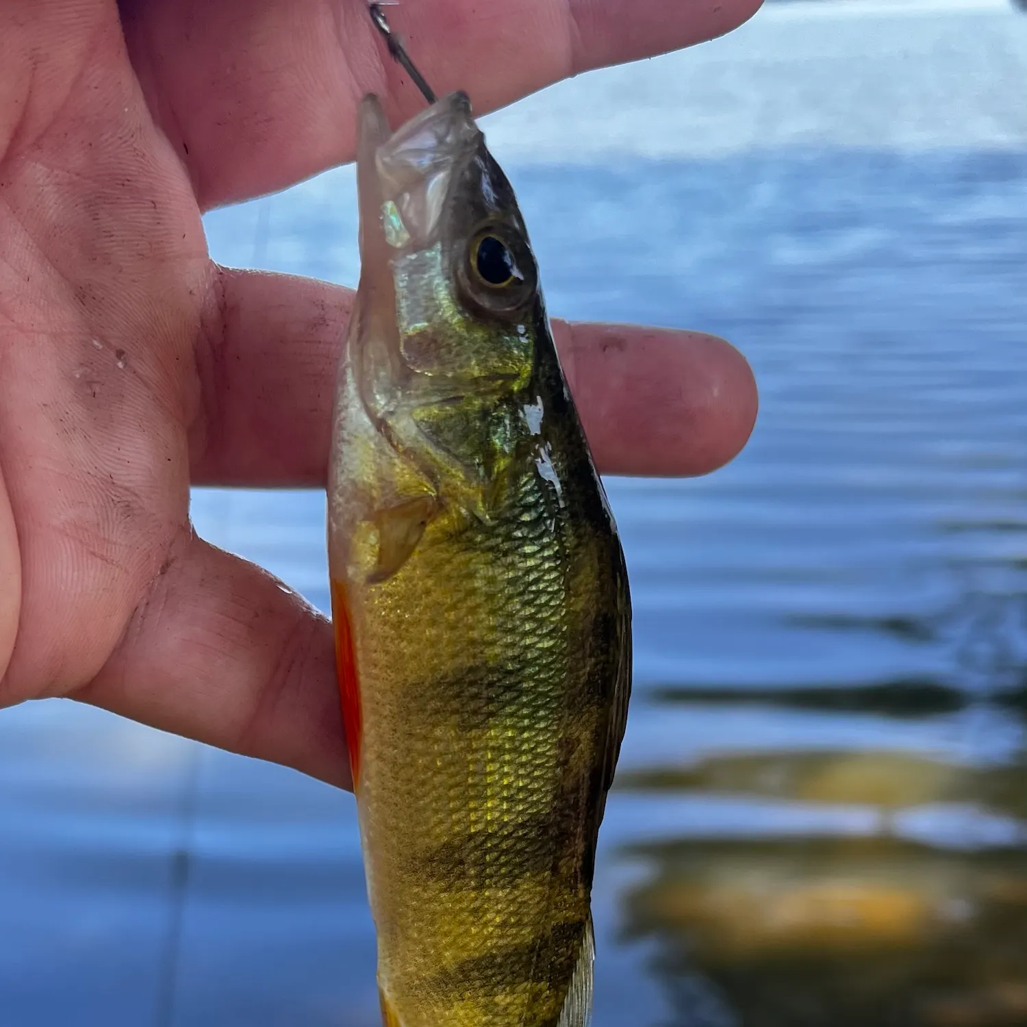 Yellow perch caught on Fishbrain