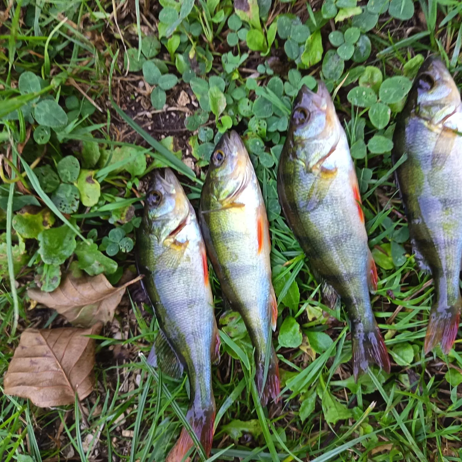 European perch caught on Fishbrain