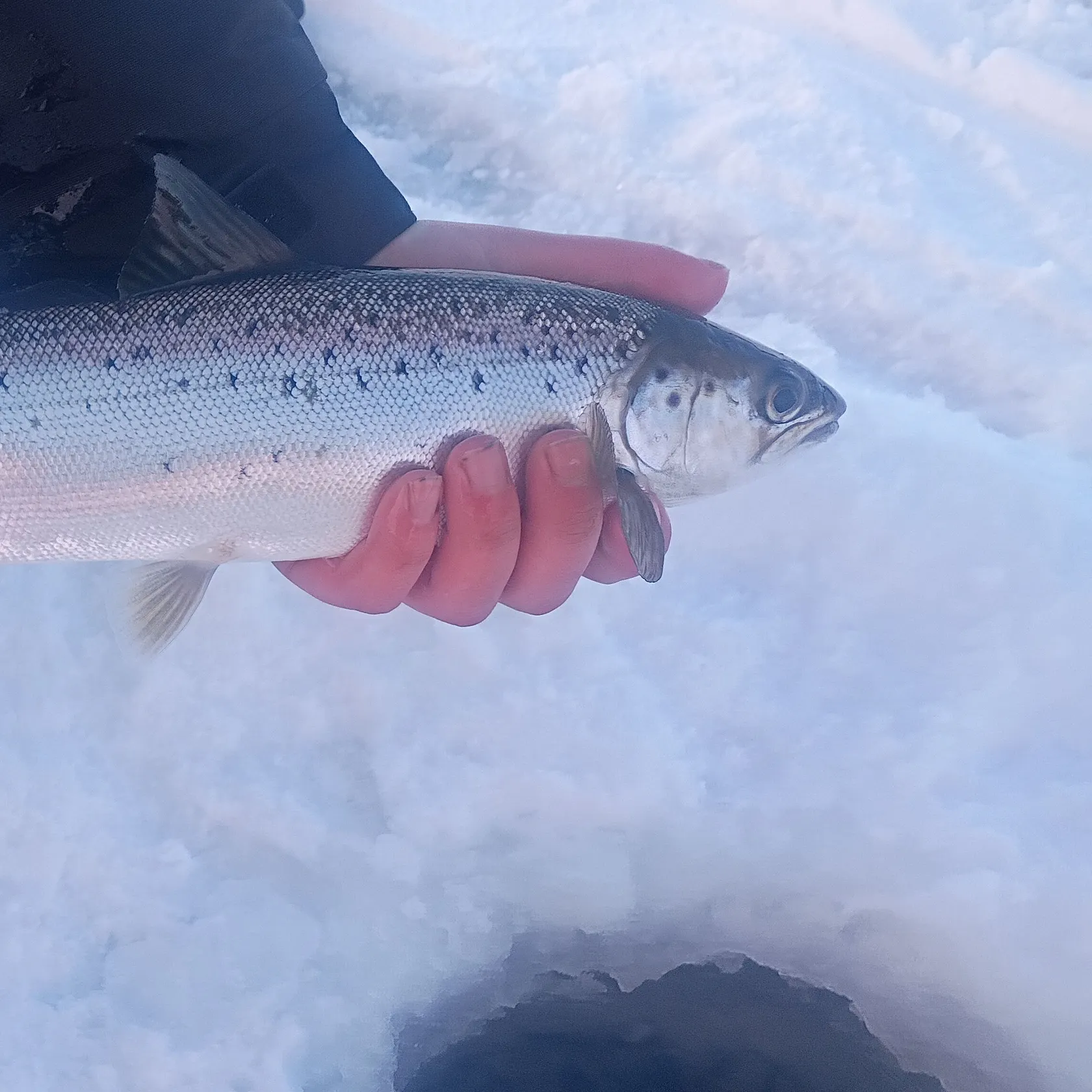 The most recent Landlocked atlantic salmon catches on Fishbrain