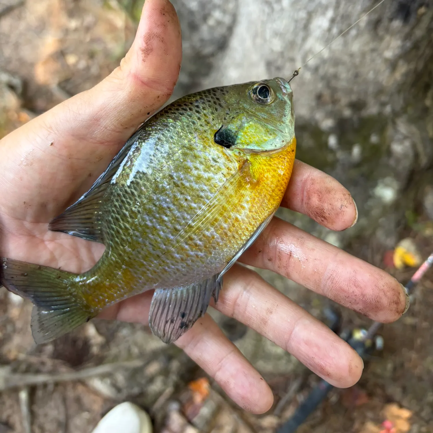 Redbreast sunfish caught on Fishbrain