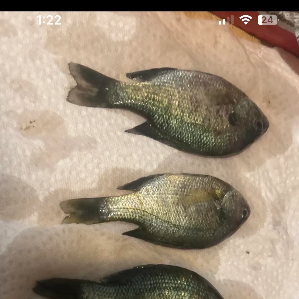 recently logged catches