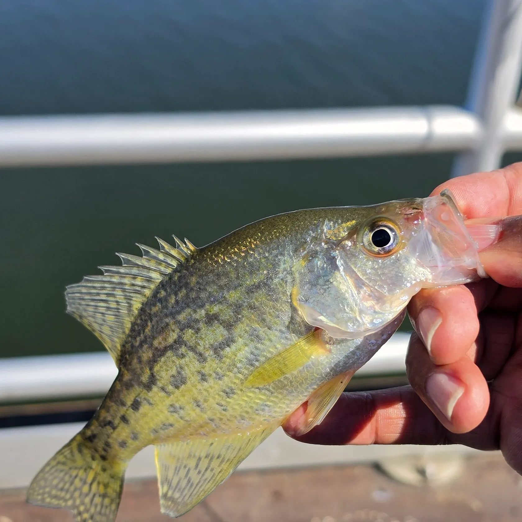 White crappie caught on Fishbrain