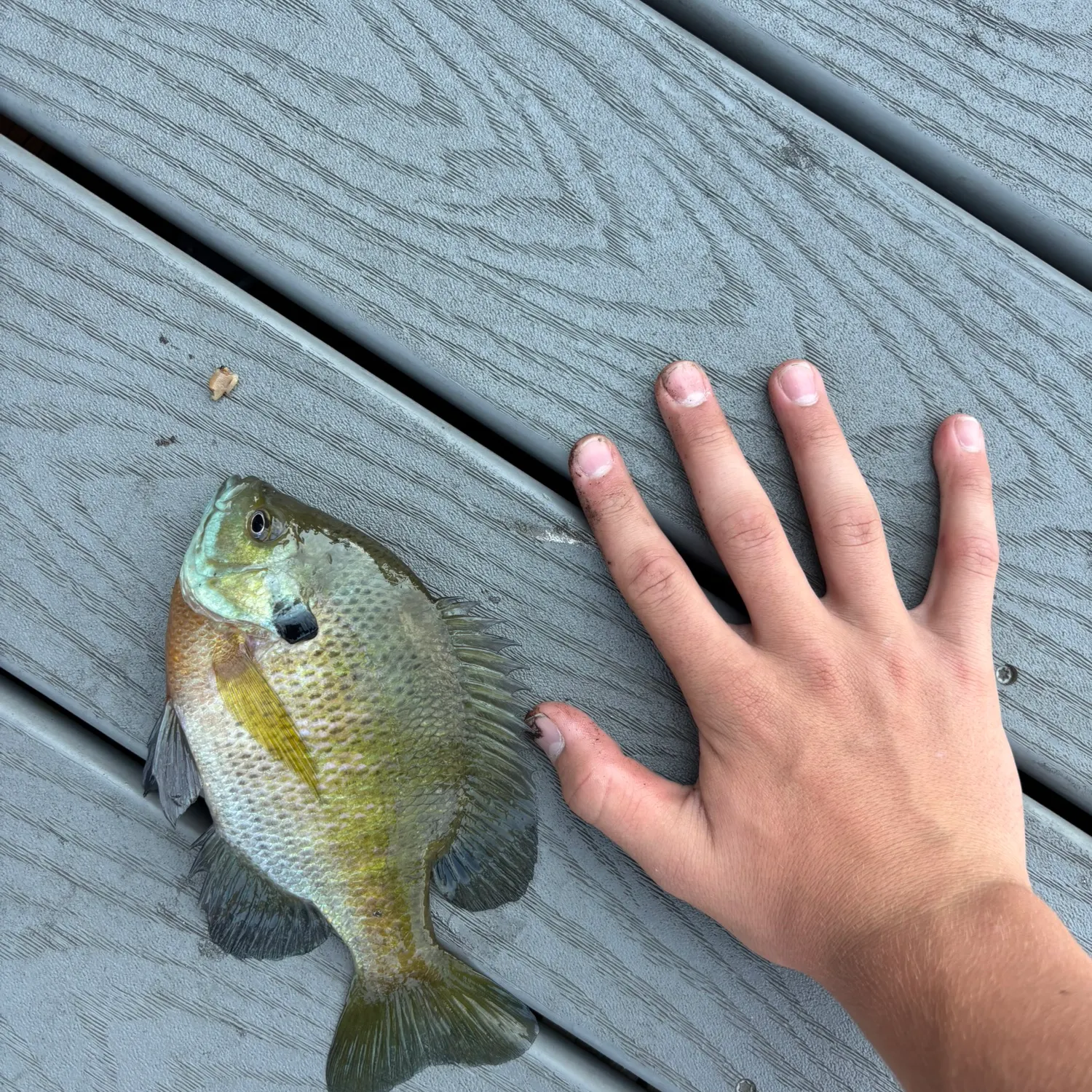 Bluegill caught on Fishbrain