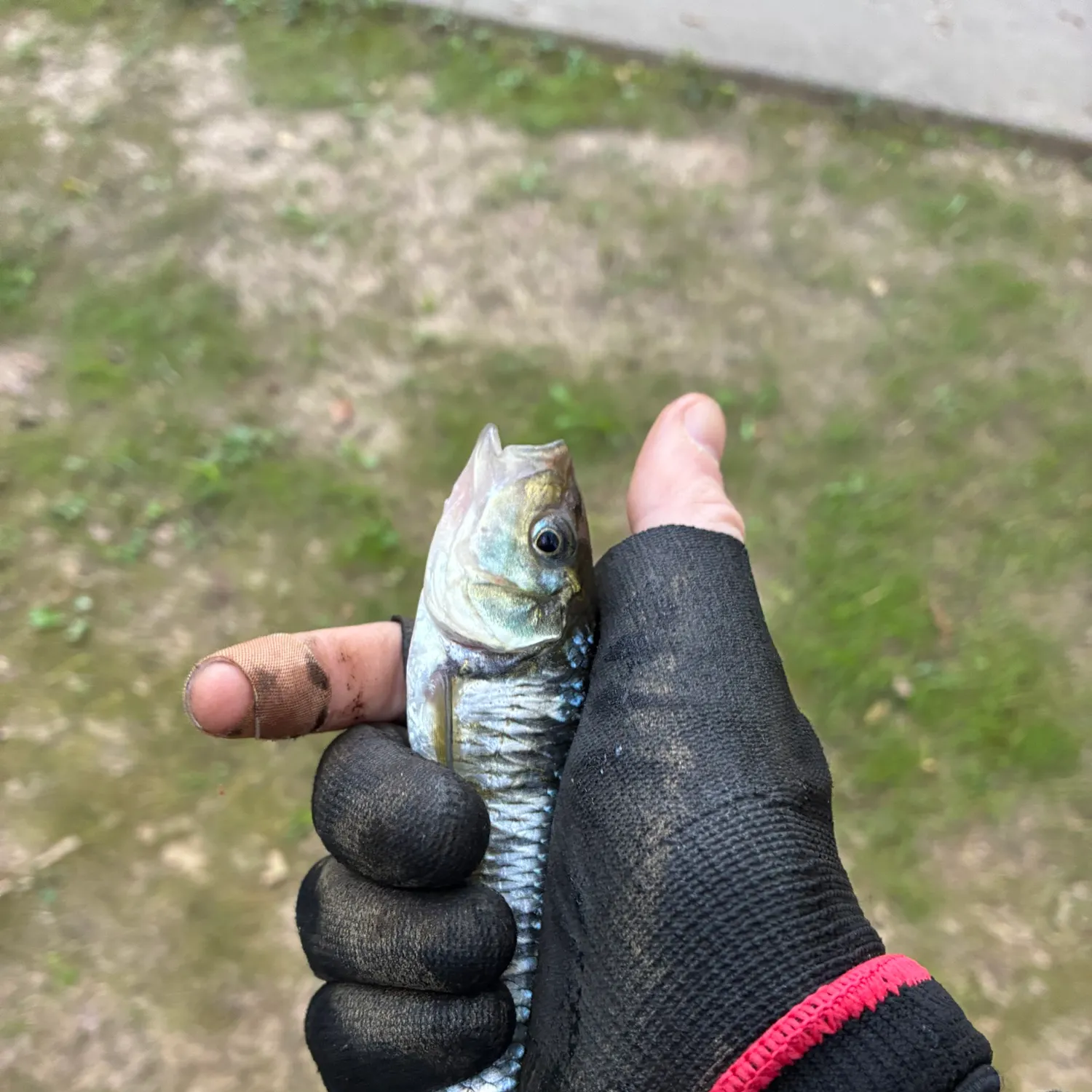 Striped shiner caught on Fishbrain