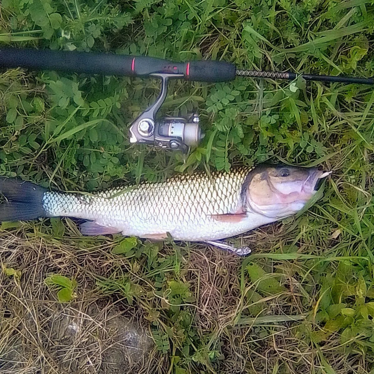 Fallfish caught on Fishbrain