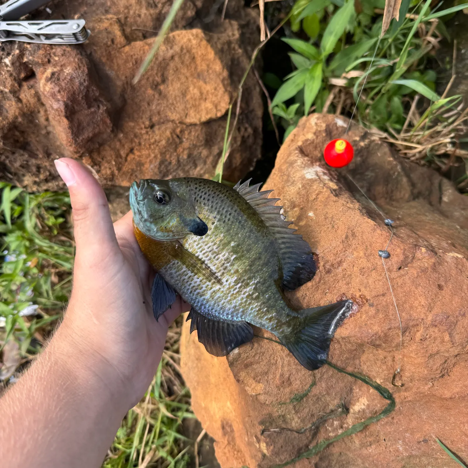 catch