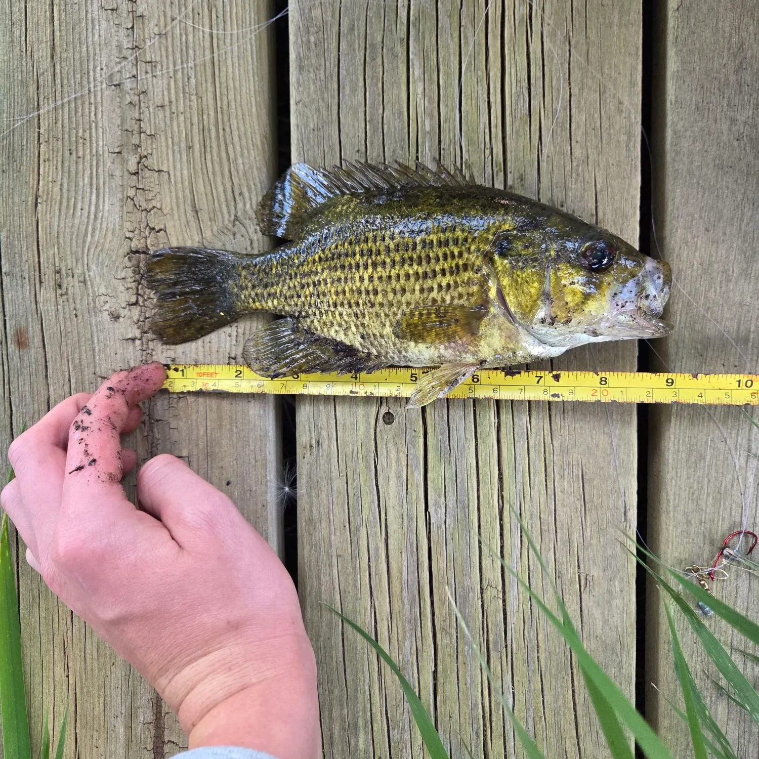 Rock bass caught on Fishbrain