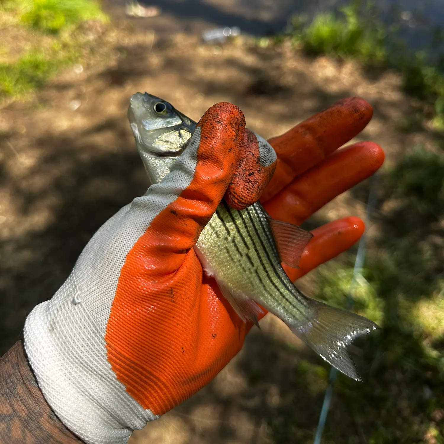 The most recent Hybrid striped bass catches on Fishbrain