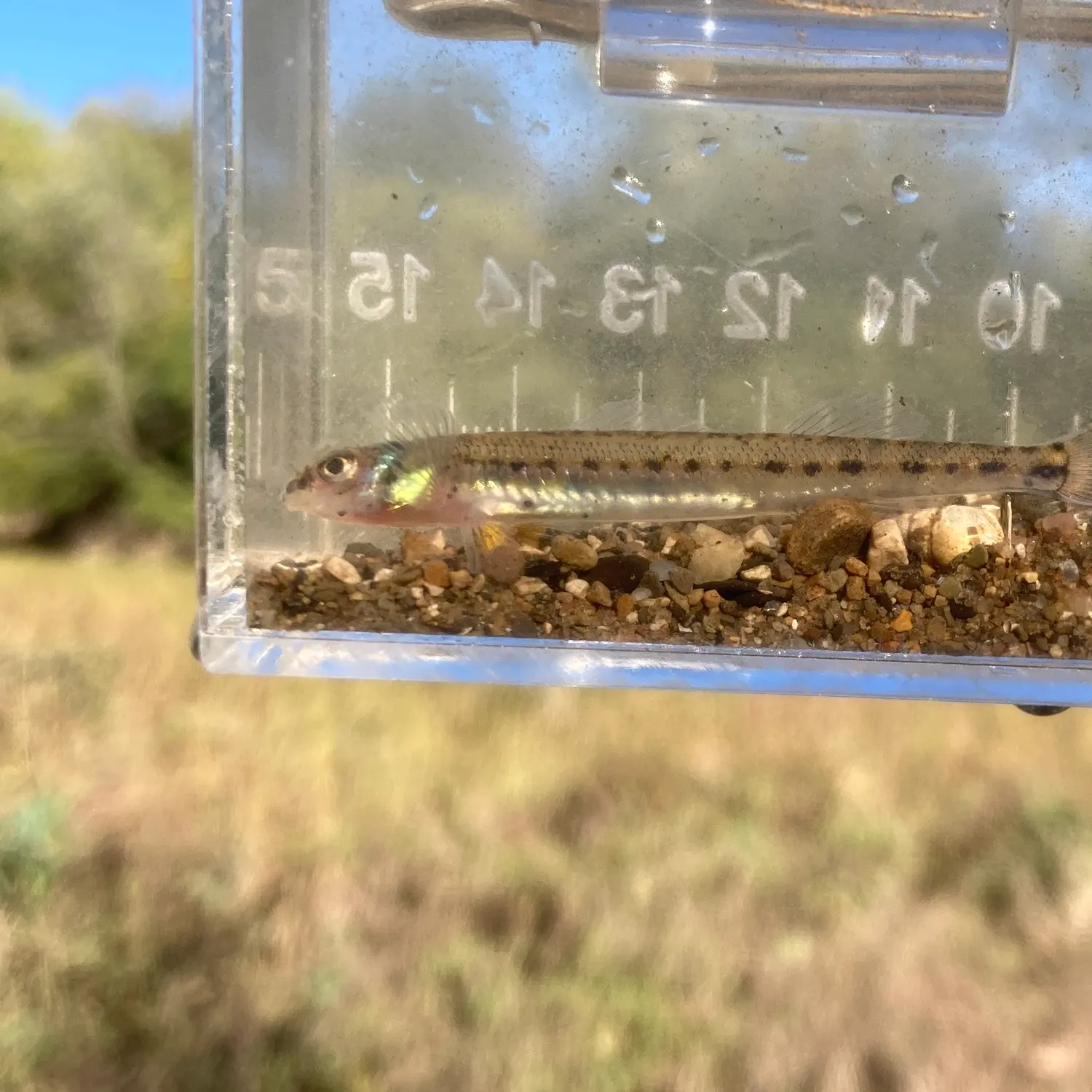 The most recent Eastern sand darter catches on Fishbrain