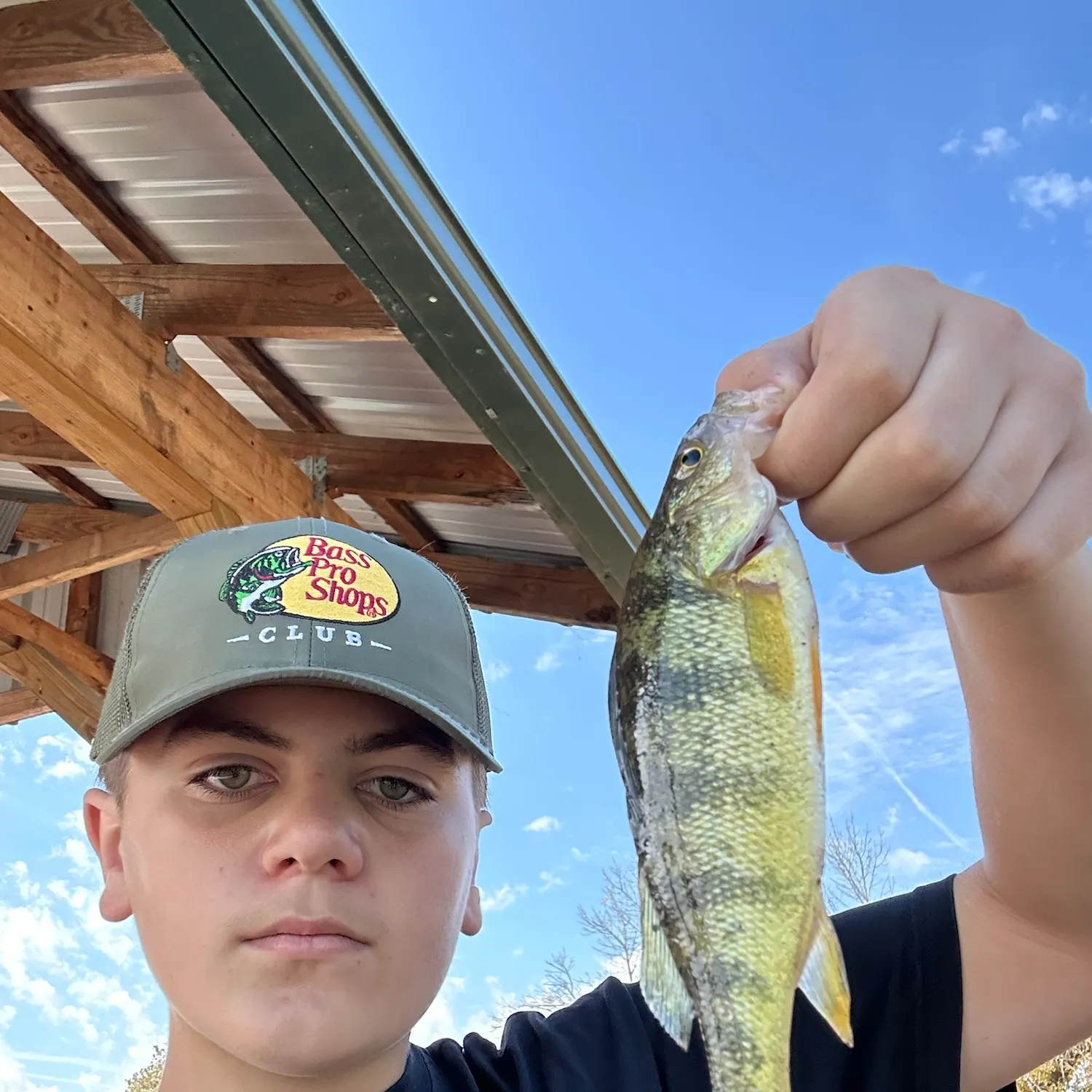 Yellow perch caught on Fishbrain